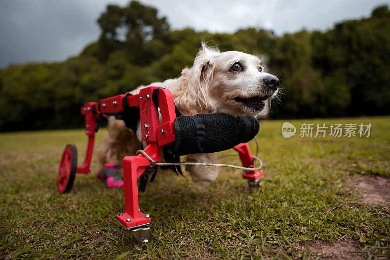 四肢瘫痪的狗坐在轮椅上