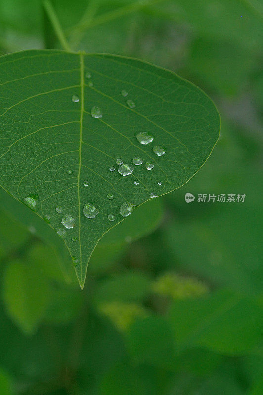 雨后的树叶