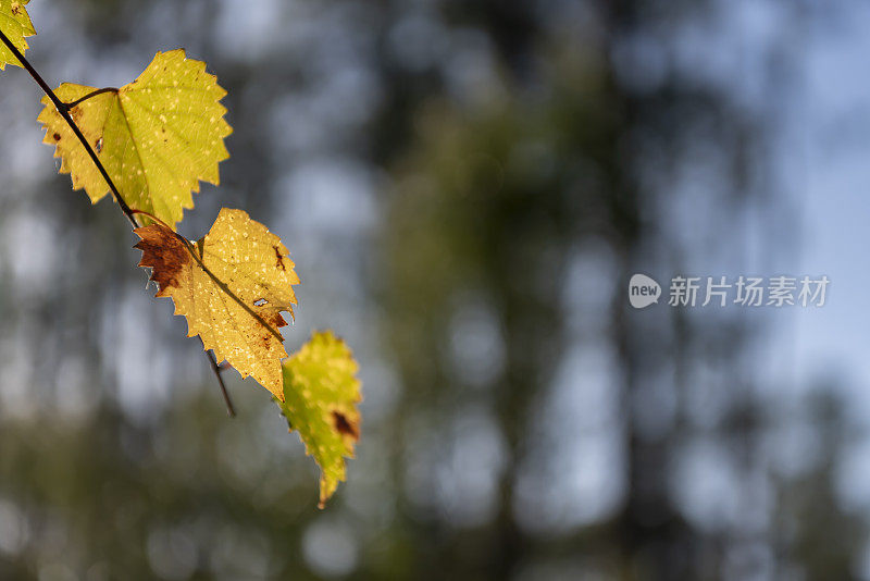 背光下泛黄的葡萄藤枝尖带着即将落下的黄叶，背景中是模糊的高大树木