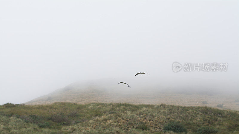 2只海鸥在雾中飞行