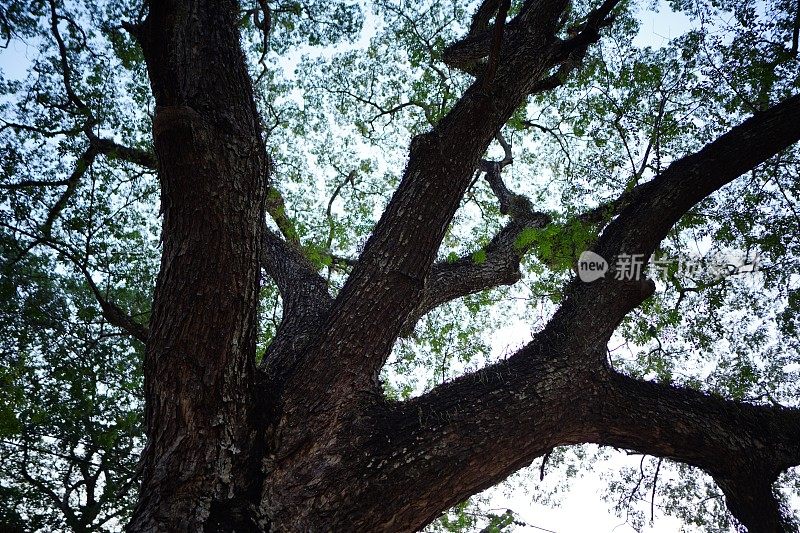 美丽的树下背景