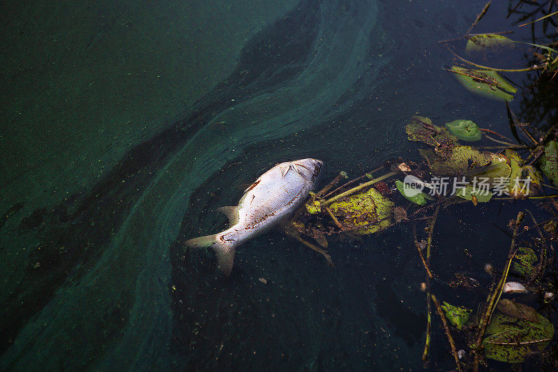 在这条被污染的河道中，死鲤鱼漂浮到水面上。湖边有股难闻的水味儿。环境污染问题。