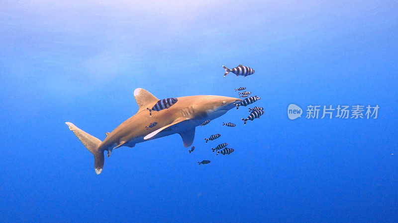 大型海洋白鳍鲨在充满活力的蓝色海洋中与各种热带鱼一起游泳