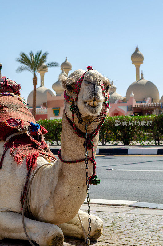 在沙姆沙伊赫阳光明媚的街道上，一只骑在明亮毯子上的骆驼