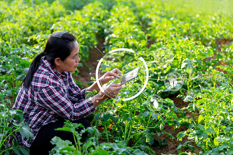 一位拿着平板电脑的女农民在土豆地里。智慧农业和精准农业4.0。现代农业技术和数据管理向产业化农场发展。