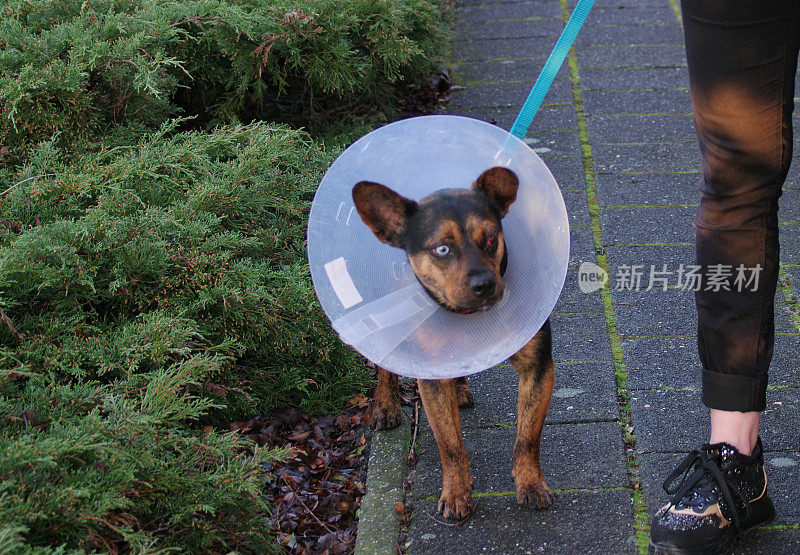 戴宠物项圈的狗做了眼部手术