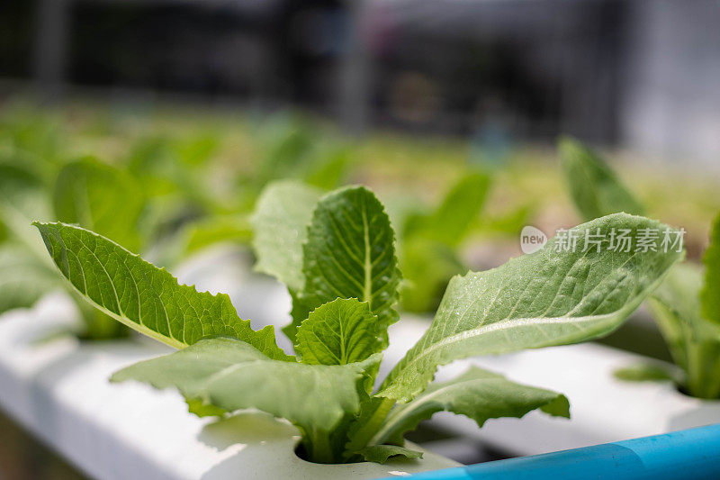 水培绿色蔬菜有机农业水培蔬菜自然生长健康食品