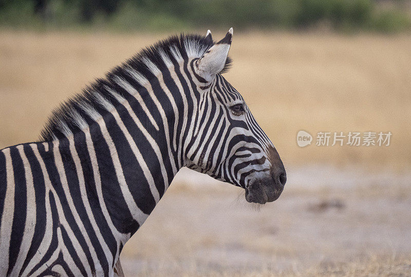 纳米比亚水塘边的斑马