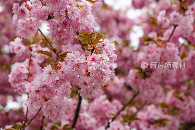 春天鲜花盛开