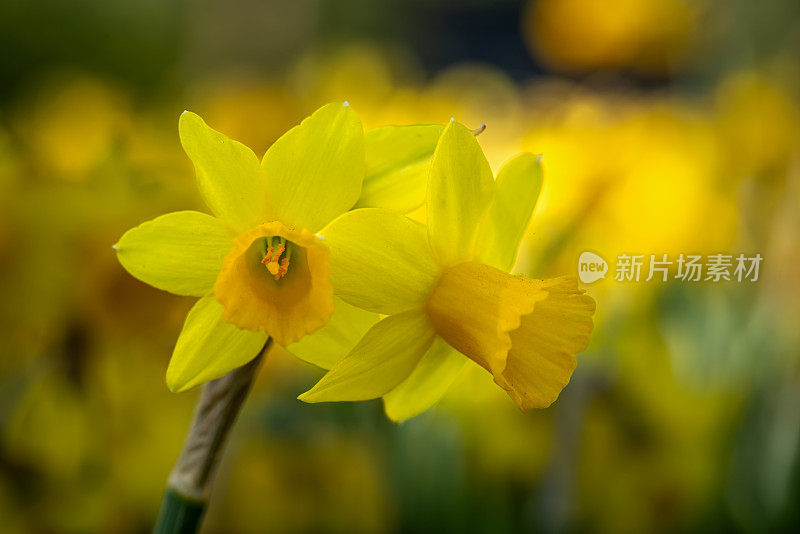 水仙花(俗称野生水仙花或大斋百合)是一种多年生开花植物