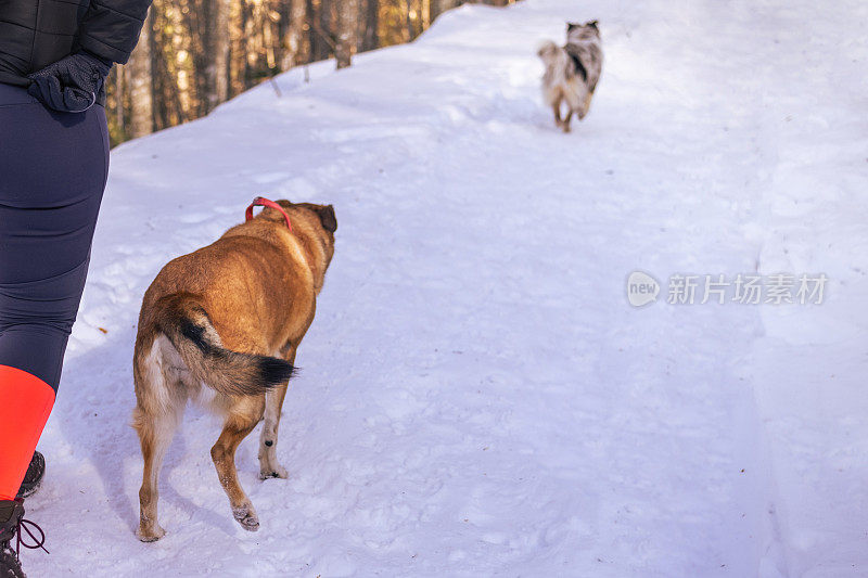 狗喜欢下雪，互相追逐