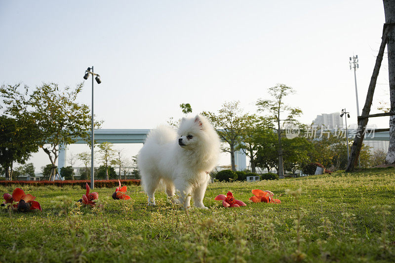 博美犬优雅地站着，吸引人们的注意