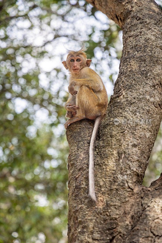 小猕猴或中国猕猴坐在树上