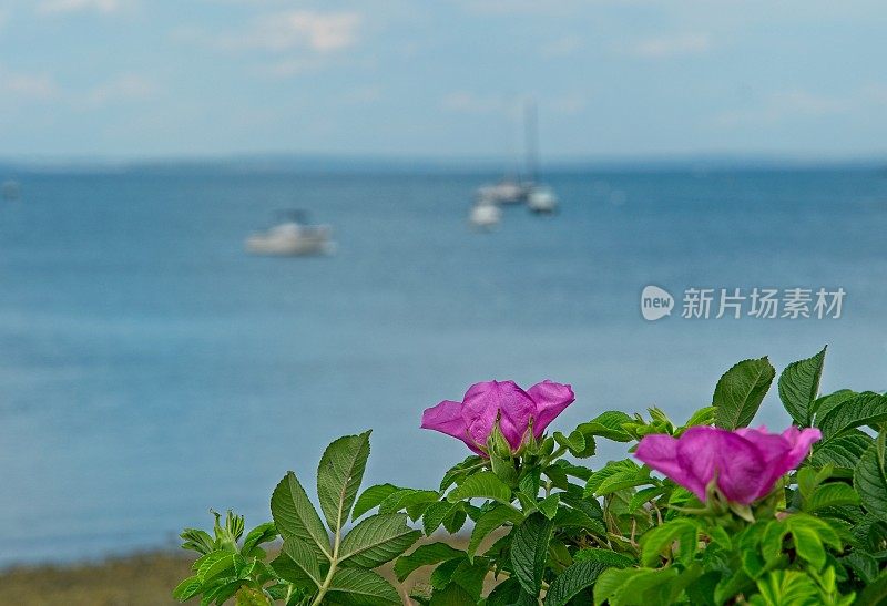 缅因州布斯比港附近海滩上的紫色海滩梅花和植被