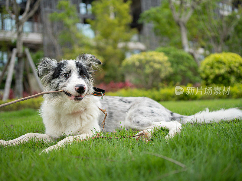 牧羊犬咬树枝