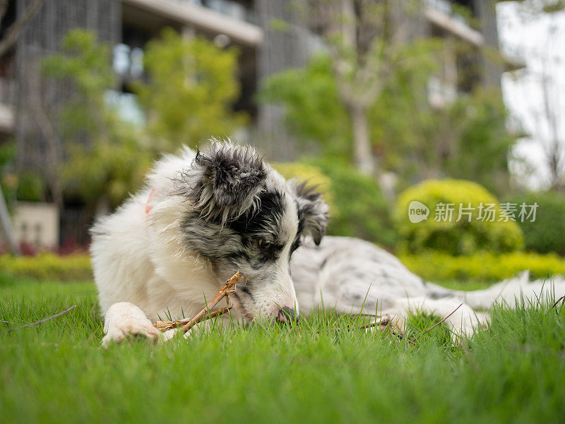 牧羊犬用树枝磨牙