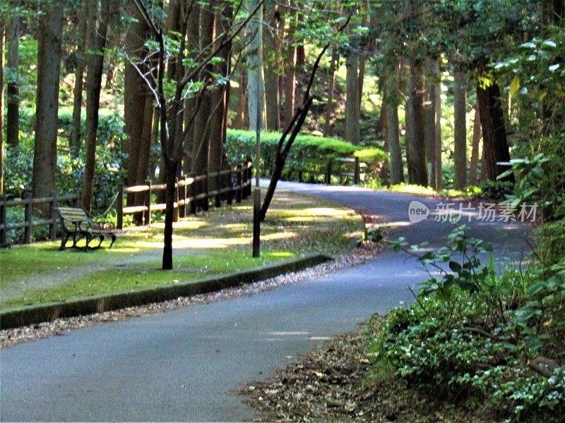 日本。五月森林中的道路和人行道。阳光和阴影。