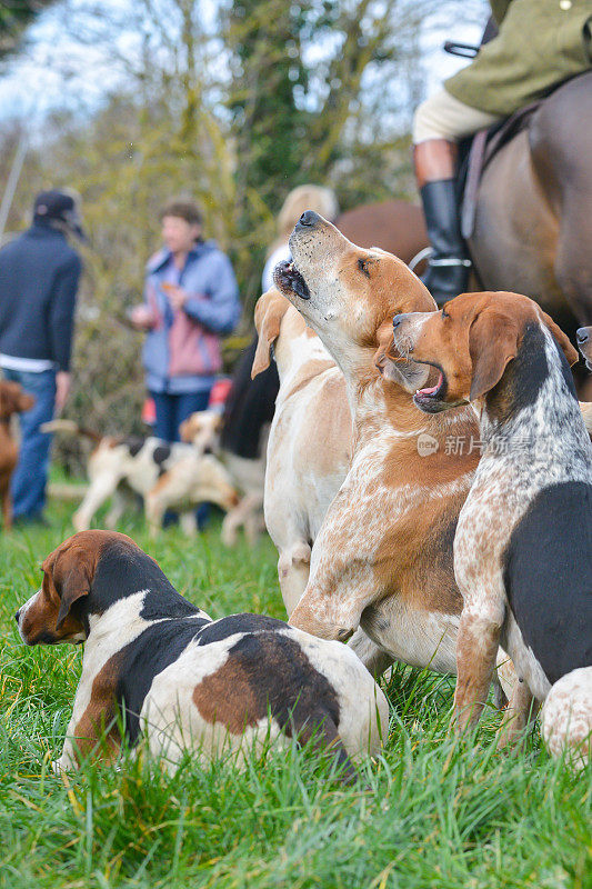 在英国什罗普郡的乡村，一群猎犬和马匹等待着开始猎狐，这项运动现在被禁止，但在野外狩猎的幌子下继续进行。