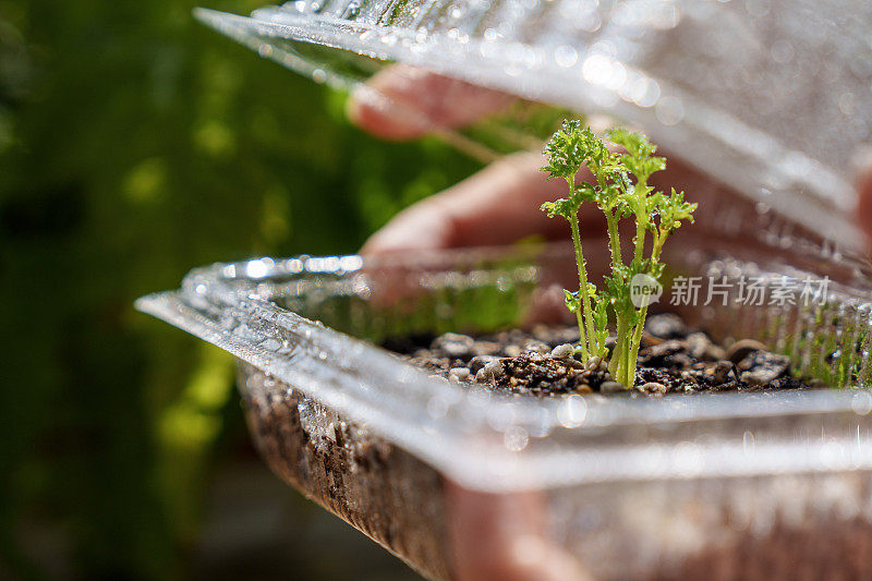 在一张裁剪过的图片中，一名亚洲妇女拿着一个由透明塑料盒做成的DIY小温室，用来种植植物幼苗。