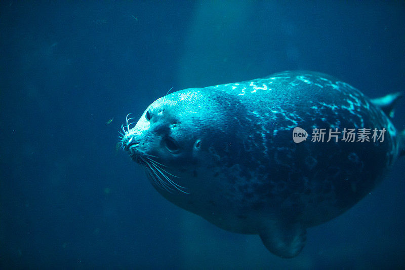 可爱的海豹在动物园水族馆游泳