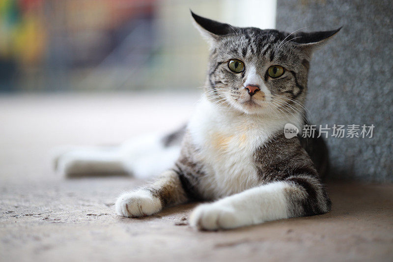 美丽的条纹灰猫躺在地板上的肖像，背景模糊