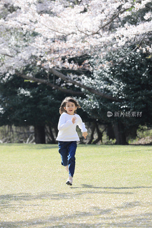 跑日本女学生和樱花(8岁)