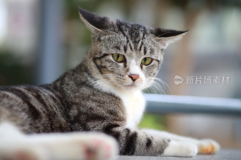 美丽的条纹猫躺在地板上的肖像，背景模糊