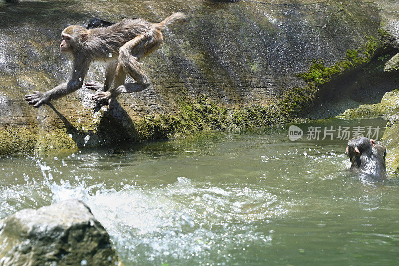 猕猴在水里玩耍