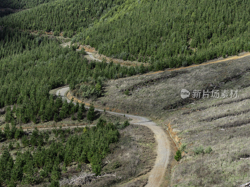 穿过森林的土路