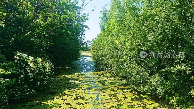 德国。6月。夏日风景与卡尔斯鲁厄郊区的小河。