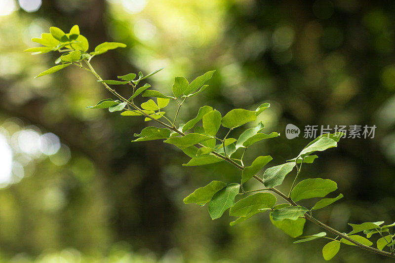 热带雨林中郁郁葱葱的绿叶的特写细节