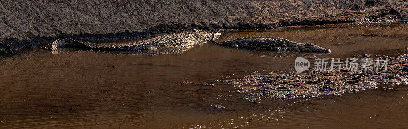 肚子饱满的鳄鱼在马拉河中休息