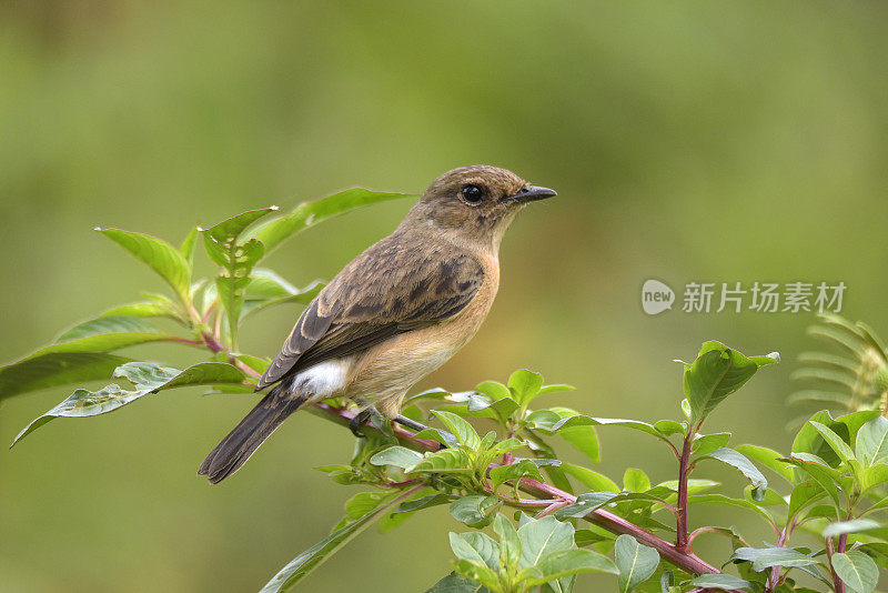 非洲野鹟