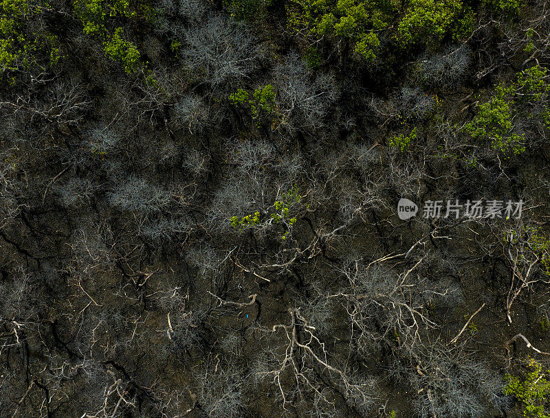 摘要航拍的红树林与生活和死树之间的对比色，坚江省