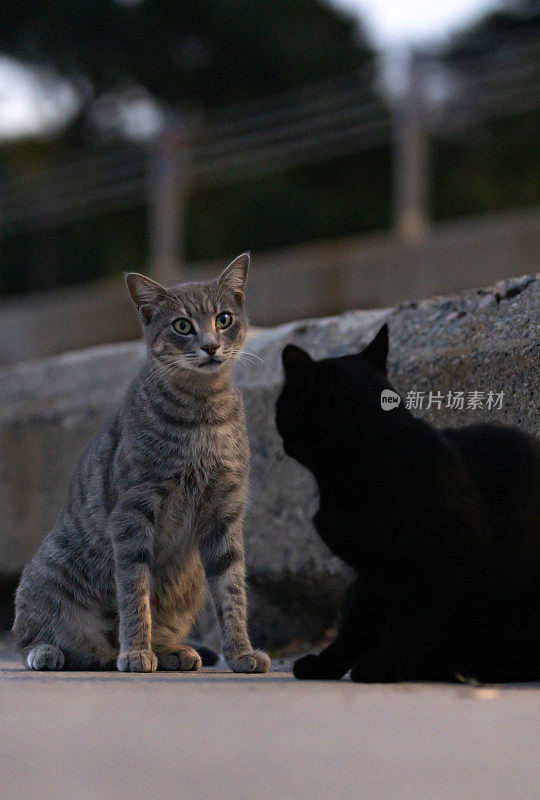 两个流浪猫的连接。