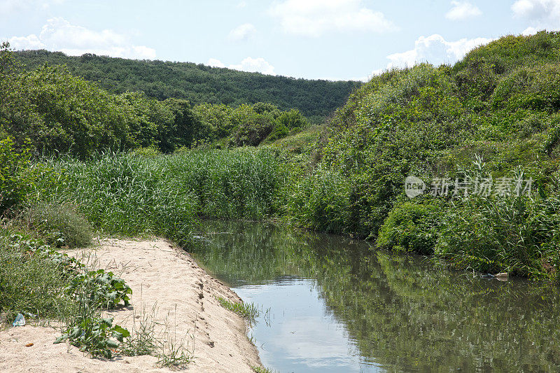 河流在森林与绿色沼泽水在夏季