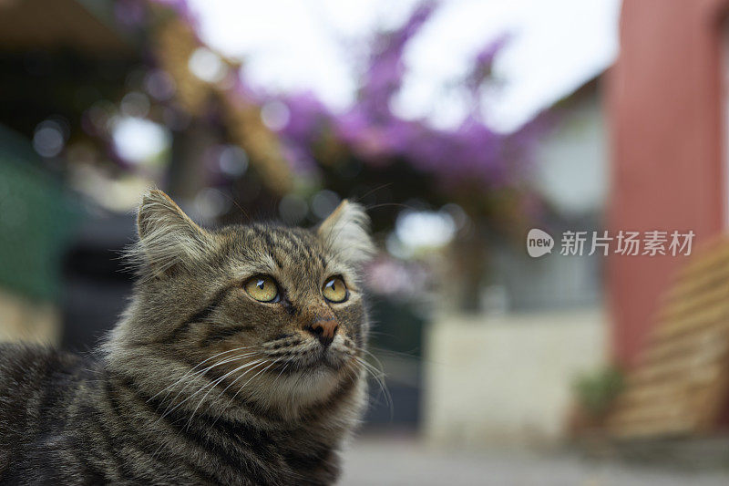 这是一只长着长发和美丽眼睛的流浪虎斑猫的肖像