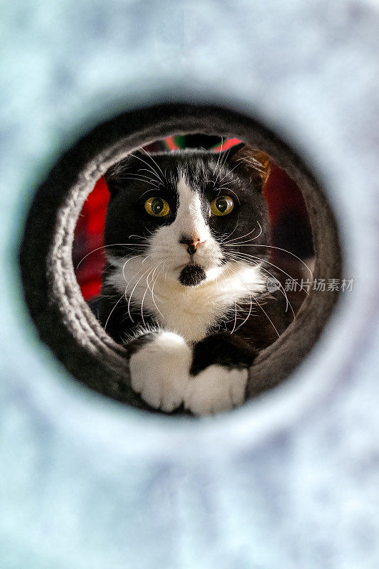 一只好奇的猫从猫屋的圆洞往外看