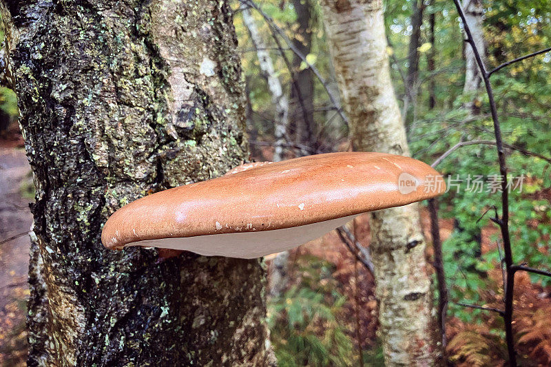 秋天，棕色和白色支架桦树多孔，也被称为剃刀树真菌生长在桦树上。