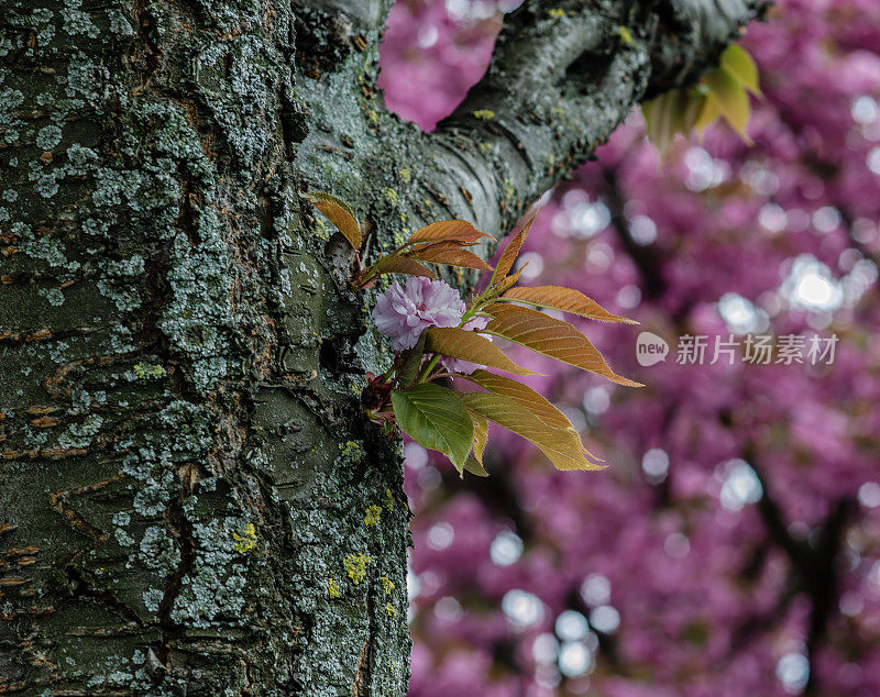 枝头的樱花散发着令人惊叹的春天气息