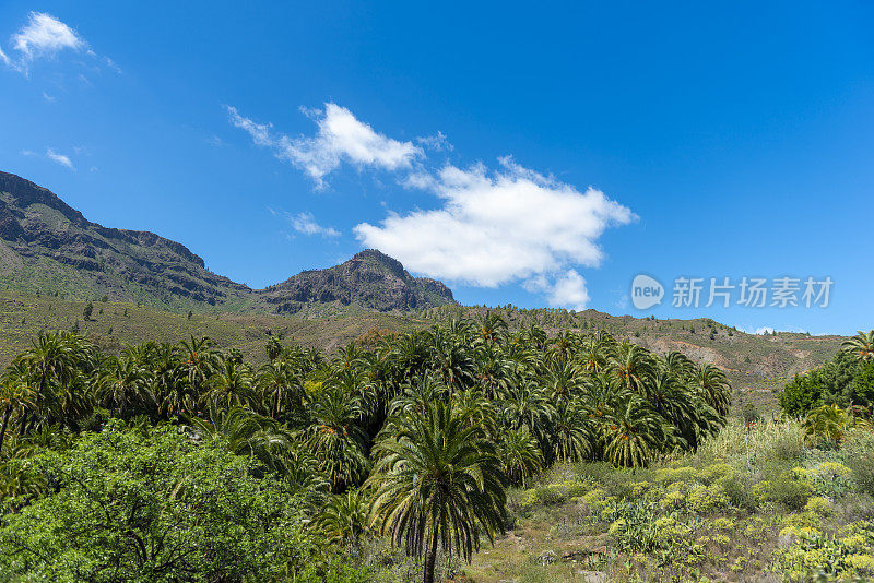 火山脚下的风景和大加那利岛的吉普车之旅。