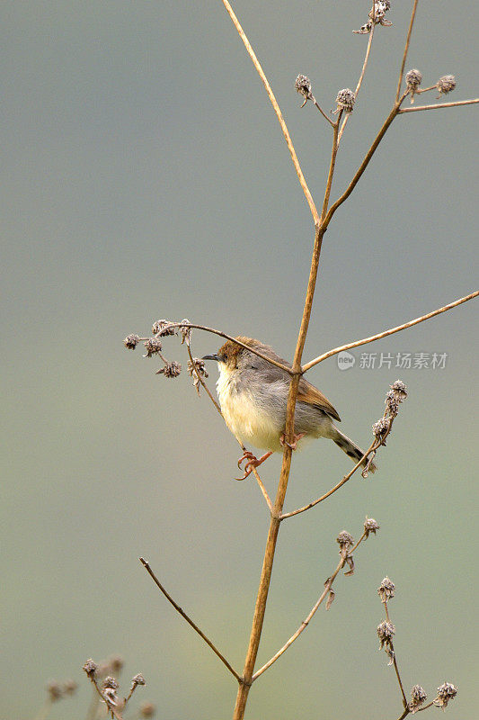 用颤声说Cisticola