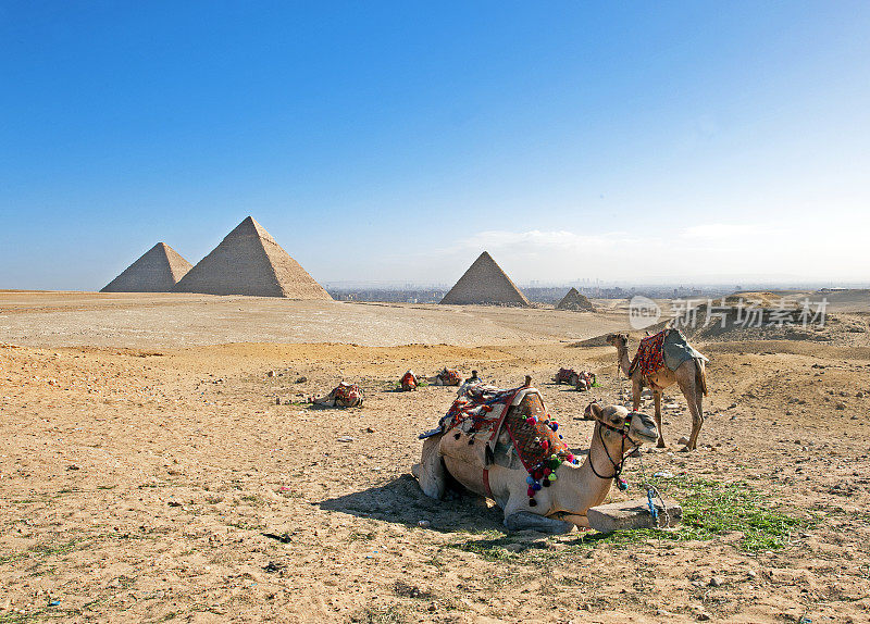 骆驼在前面休息，吉萨金字塔在后面，尼罗河，埃及开罗