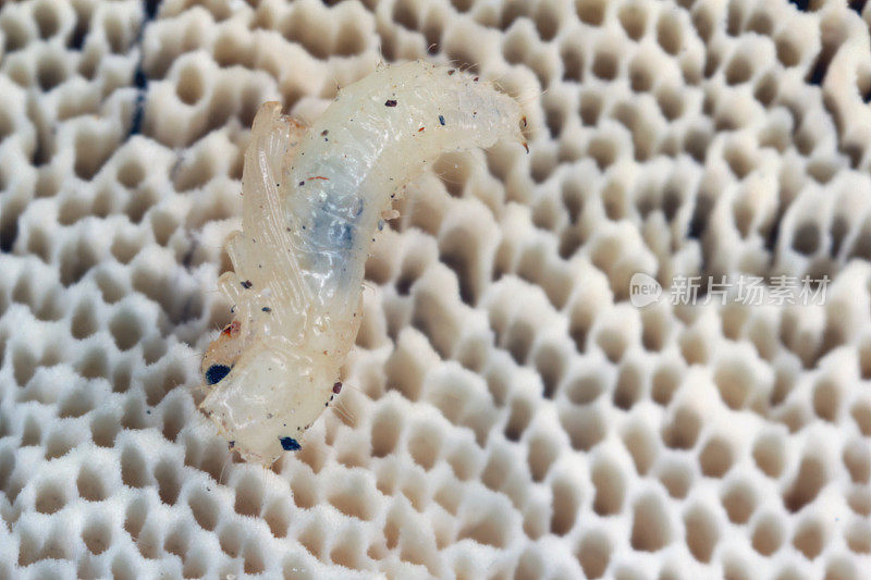 在毛里西斯岛上的支架真菌中发现了微小的刺蚊科甲虫蛹。