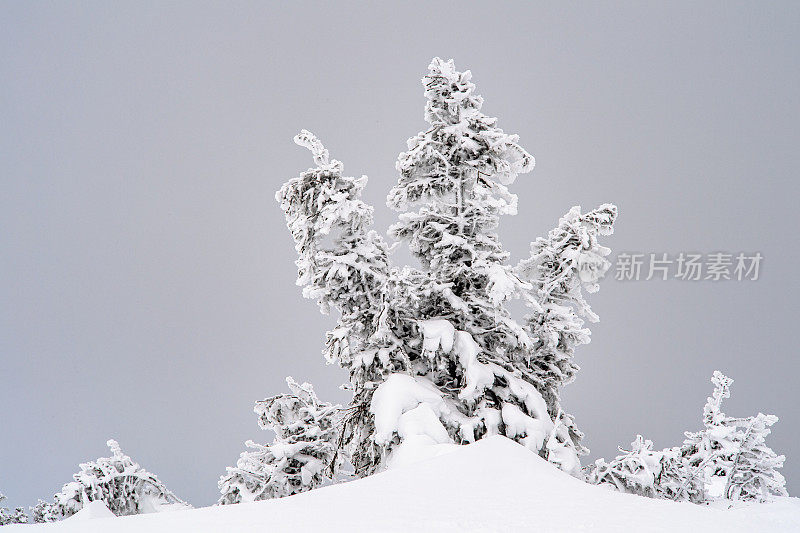 多雪和结霜的灌木