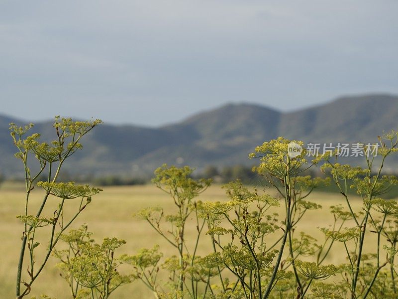 夏季的澳大利亚乡村景观