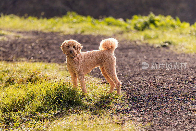 金毛犬不受束缚地奔跑