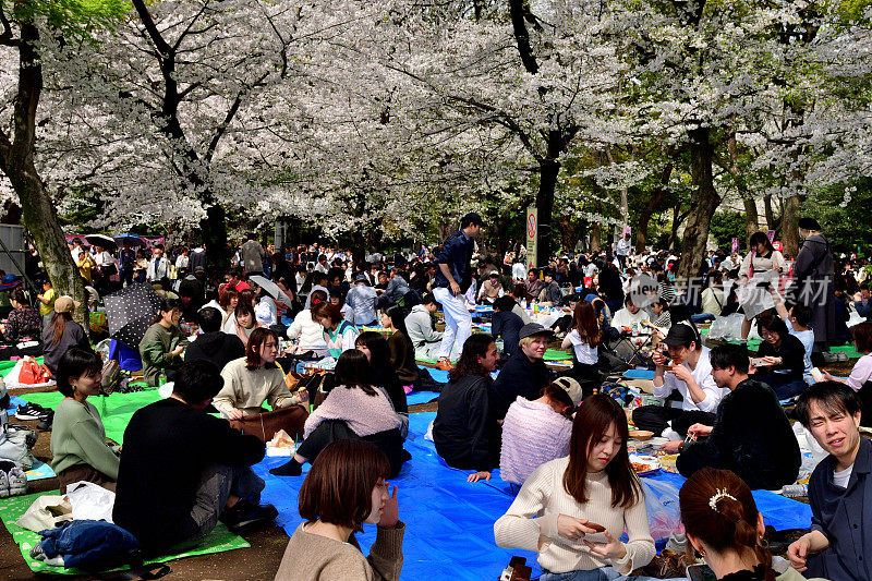 一大群人坐在盛开的樱花树下观看樱花，东京上野公园