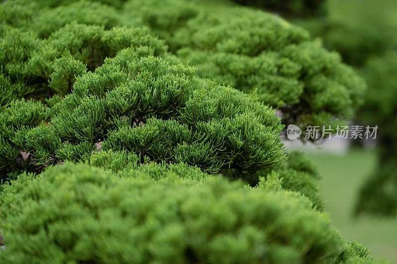 日本杜松盆景叶片近照。