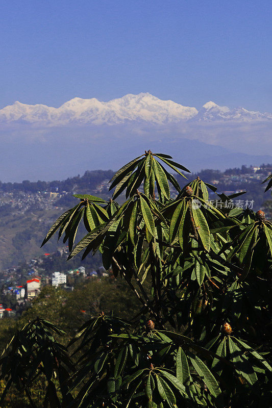 全景美丽的大吉岭山站和白雪皑皑的康城准噶尔山，睡佛山脉喜马拉雅山脉，在印度西孟加拉邦